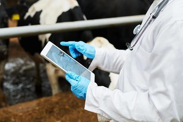 Osoba przeprowadzająca audyt Planu Bezpieczeństwa Biologicznego PBB i bioasekuracji