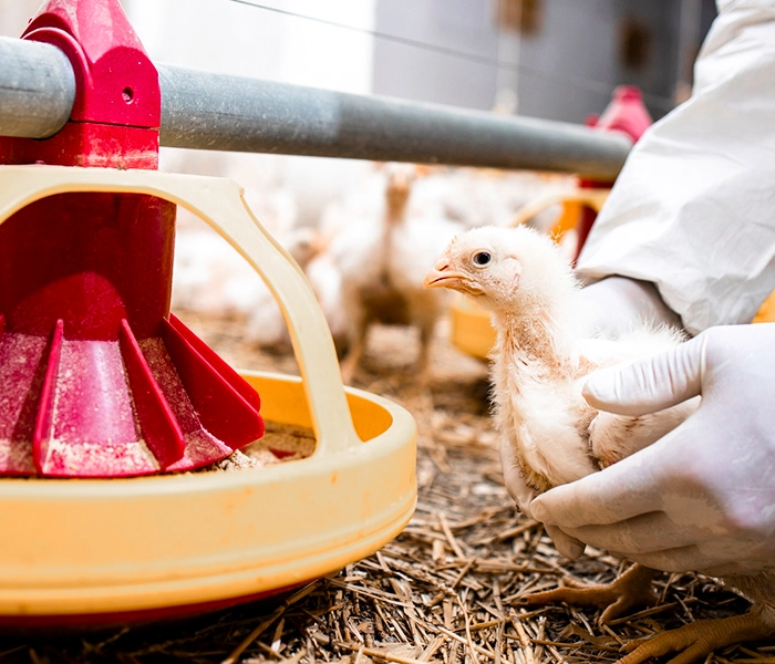 Bioasekuracja drobiu — ferma kurników, ochrona przed HPAI
