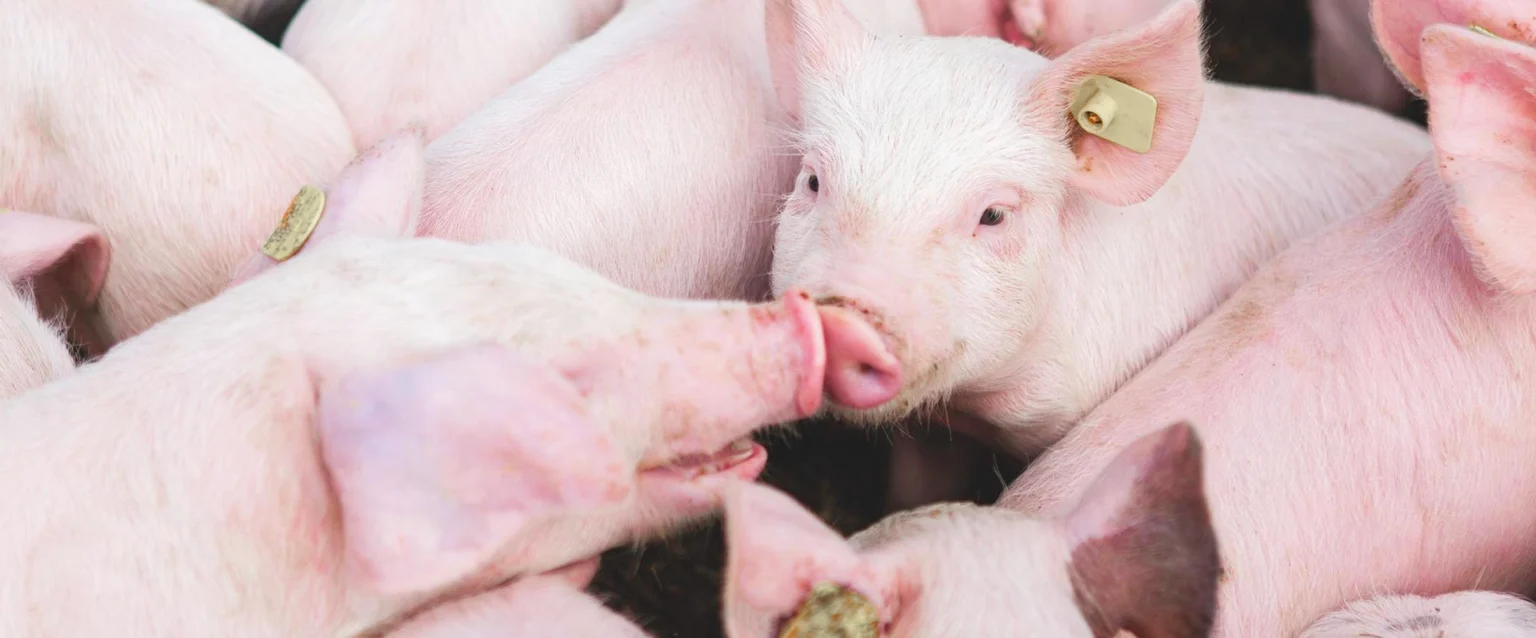 Bioasekuracja trzody chlewnej — prosięta na fermie, ochrona przed ASF