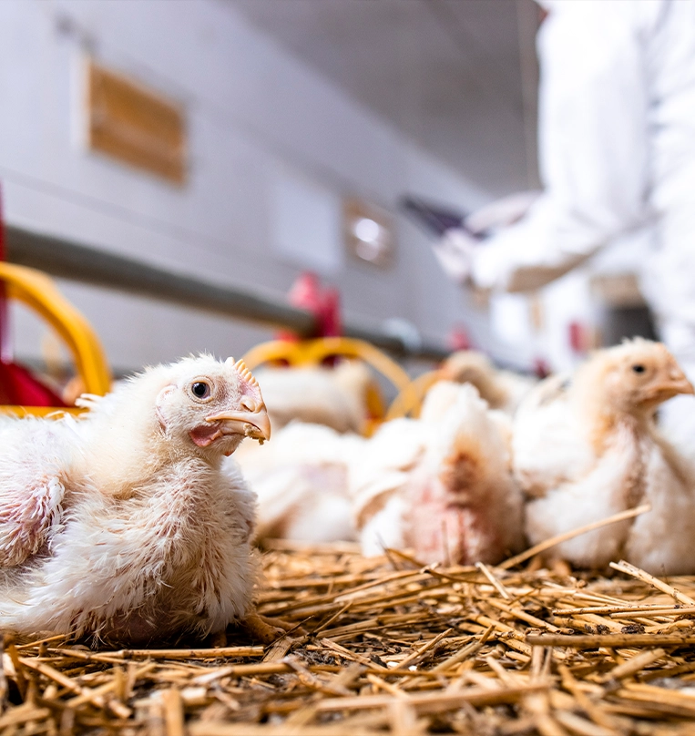 Bioasekuracja drobiu - ferma kurników, ochrona przed HPAI